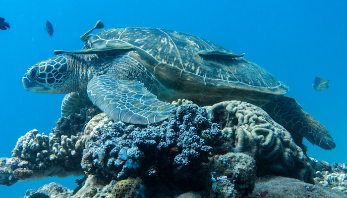 Green Turtle Resting